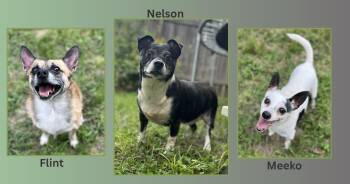 The Three Musketeers -  Mixed Breed and Chihuahua Dog for Adoption in Georgetown, Texas - The Three Musketeers | PetCurious