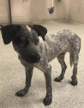 A432357 -  Australian Cattle Dog Blue Heeler and Siberian Husky Dog for Adoption in Conroe, Texas - A432357 | PetCurious