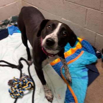 Xena -  Border Collie and Whippet Dog for Adoption in Lenexa, Kansas - Xena | PetCurious