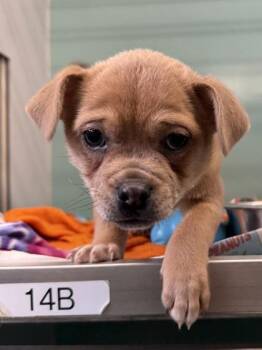 Opus -  Mixed Breed Dog for Adoption in Fort Worth, Texas - Opus | PetCurious