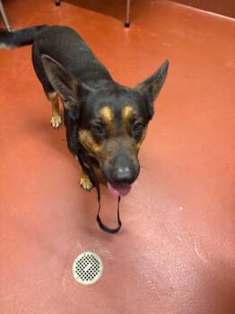 Mixed Breed Dogs Available for Adoption - Samson | PetCurious