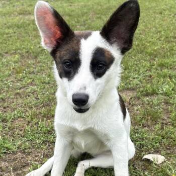 Chihuahua and Terrier Dogs Available for Adoption in Warrior, Alabama - Barbie | PetCurious