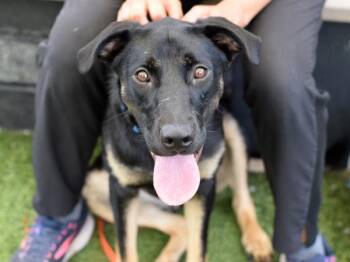 Dee Dee -  Mixed Breed Dog for Adoption - Dee Dee | PetCurious