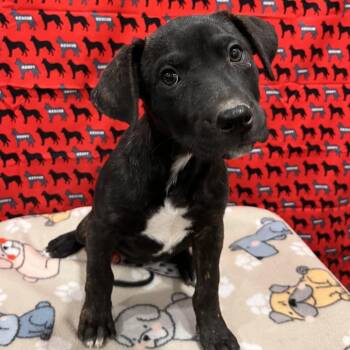 Gloria Vanderbilt -  Pit Bull Terrier and Mixed Breed Dog for Adoption in Washburn, Missouri - Gloria Vanderbilt | PetCurious