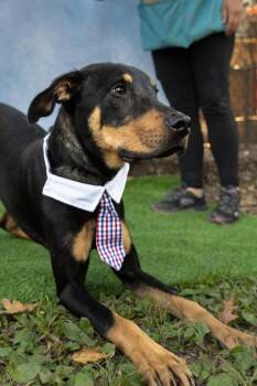 Pit Bull Terrier and Mixed Breed Dogs Available for Adoption - MARIO | PetCurious