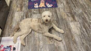 Ellie Mae -  Aussiedoodle Dog for Adoption in Baker, Louisiana - Ellie Mae | PetCurious