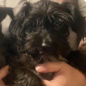 Maribell -  Yorkshire Terrier Dog for Adoption in Melbourne, Kentucky - Maribell | PetCurious