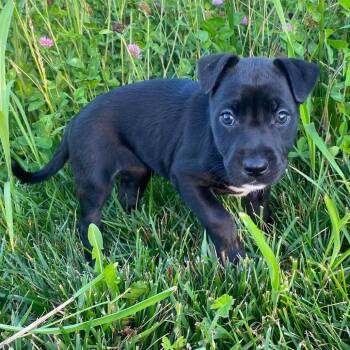 Salah -  German Shepherd Dog and Pit Bull Terrier Dog for Adoption in Olathe, Kansas - Salah | PetCurious
