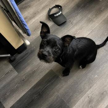 Max Magoo -  Terrier and Black Labrador Retriever Dog for Adoption in New Orleans, Louisiana - Max Magoo | PetCurious