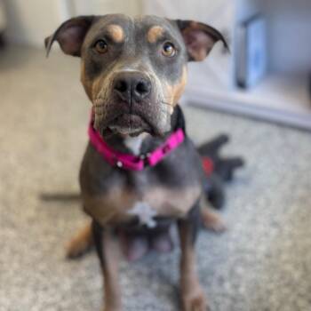 Carmen/Mom -  Mixed Breed Dog for Adoption in St. Peters, Missouri - Carmen/Mom | PetCurious