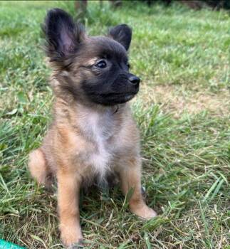 Foenix -  Papillon and Pomeranian Dog for Adoption in Thompson Falls, Montana - Foenix | PetCurious