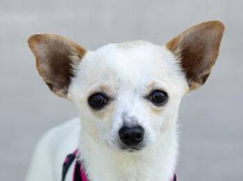 Fin -  Mixed Breed Dog for Adoption in Longmont, Colorado - Fin | PetCurious