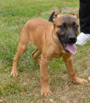 Mixed Breed Dogs Available for Adoption in Kingsland, Georgia - Marmalade | PetCurious