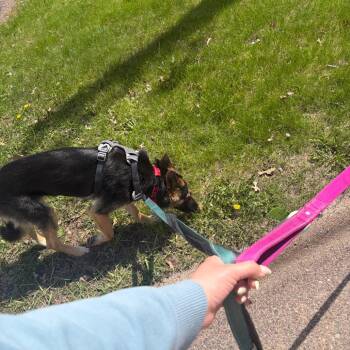 Shepherd Dogs Available for Adoption in Minneapolis, Minnesota - Katie | PetCurious