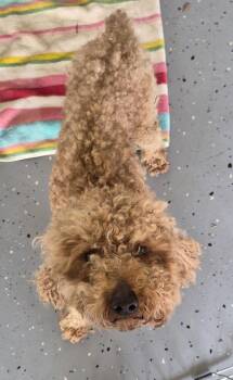 Poodle Dogs Available for Adoption in Lawrenceville, Georgia - Pen 218c Barlow | PetCurious