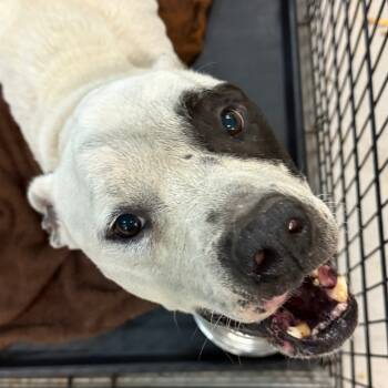 Rescue Mixed Breed Dogs for Adoption in Columbus, Georgia - 10/22/2025-stray-MilgenRoad | PetCurious