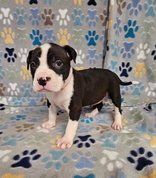 Sorbet -  Mixed Breed Dog for Adoption in Wabash, Indiana - Sorbet | PetCurious