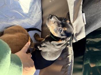 Rescue Mixed Breed Dogs for Adoption in Chicago, Illinois - Ash | PetCurious