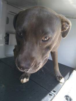 SMOKEY -  Pit Bull Terrier Dog for Adoption in Charlotte, North Carolina - SMOKEY | PetCurious