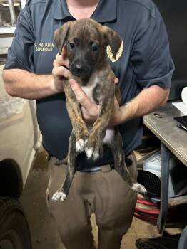 Hound and Mixed Breed Dogs Available for Adoption - Myers | PetCurious