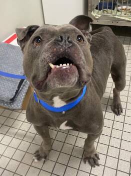 Reginald -  American Bulldog and Mixed Breed Dog for Adoption in Fall River, Massachusetts - Reginald | PetCurious