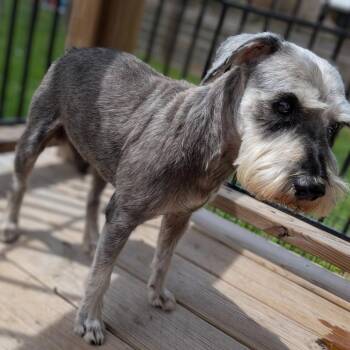 Schnauzer Dogs Available for Adoption in Houston, Texas - Beauregard | PetCurious