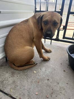 Boxer Dogs Available for Adoption - Nala | PetCurious