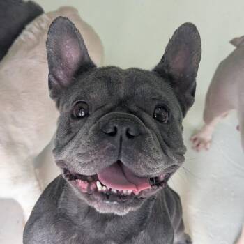 Miyu 8135 -  French Bulldog Dog for Adoption in Loxahatchee Groves, Florida - Miyu 8135 | PetCurious