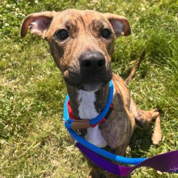 Shelly -  Pit Bull Terrier Dog for Adoption in Matteson, Illinois - Shelly | PetCurious