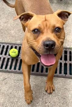 Dusty -  Pit Bull Terrier Dog for Adoption in Chicago, Illinois - Dusty | PetCurious