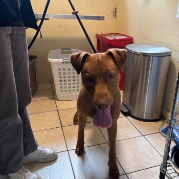 Pit Bull Terrier Dogs Available for Adoption in Pasadena, California - Rex | PetCurious