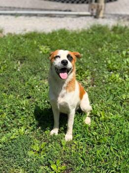 Tiki -  Mixed Breed Dog for Adoption in Leitchfield, Kentucky - Tiki | PetCurious