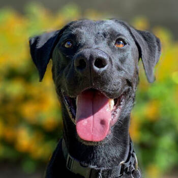 Brinkley -  Labrador Retriever Dog for Adoption in Phoenix, Arizona - Brinkley | PetCurious