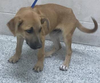 Labrador Retriever and Mixed Breed Dogs Available for Adoption in Conroe, Texas - A427861 | PetCurious