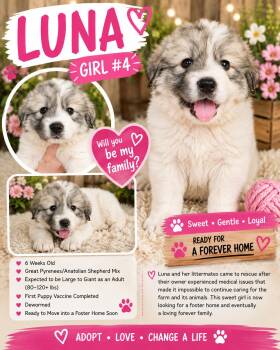 Luna -  Great Pyrenees and Anatolian Shepherd Dog Available for Adoption in Chickamauga, Georgia - Luna | PetCurious