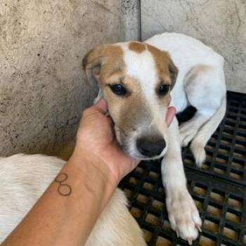 Newton -  Terrier Dog for Adoption in Austin, Texas - Newton | PetCurious