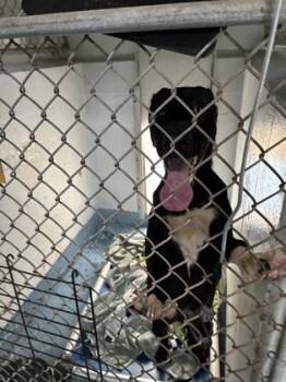 Blaze -  Terrier and Mixed Breed Dog for Adoption in Gainesville, Florida - Blaze | PetCurious