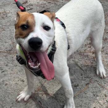 Eevee -  Jack Russell Terrier and Mixed Breed Dog for Adoption in Chester, Maryland - Eevee | PetCurious