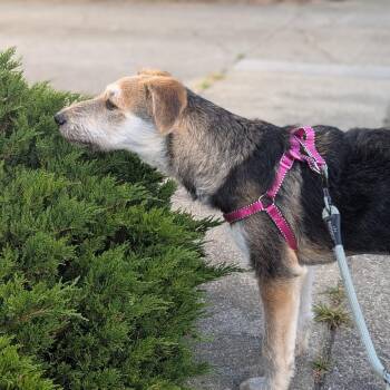 Clarice -  Labrador Retriever and Poodle Dog for Adoption in Pacifica, California - Clarice | PetCurious