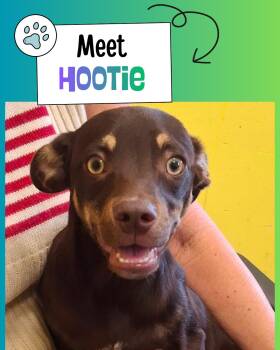 Hootie -  Miniature Pinscher Dog for Adoption in Sulphur, Kentucky - Hootie | PetCurious