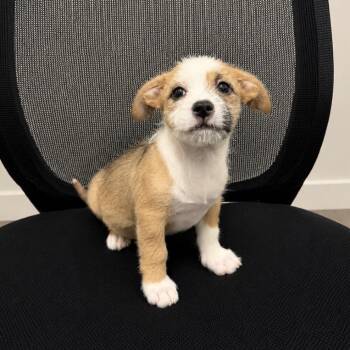 Ronaldo -  Mixed Breed Dog for Adoption in Wappingers Falls, New York - Ronaldo | PetCurious