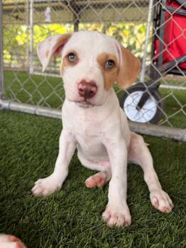 Jamon 2.0 -  Mixed Breed Dog for Adoption in New York, New York - Jamon 2.0 | PetCurious