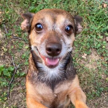 Clara -  Chihuahua Dog for Adoption in Spencer, Indiana - Clara | PetCurious