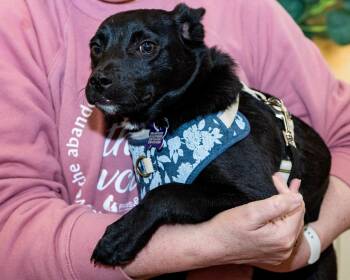 Border Collie and Chihuahua Dogs Available for Adoption - Puppy Morning | PetCurious