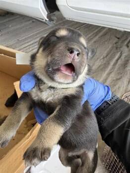 A660815 -  Labrador Retriever and Siberian Husky Dog for Adoption in Houston, Texas - A660815 | PetCurious