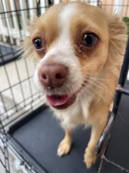 Mixed Breed Dogs Available for Adoption - BLOOM | PetCurious