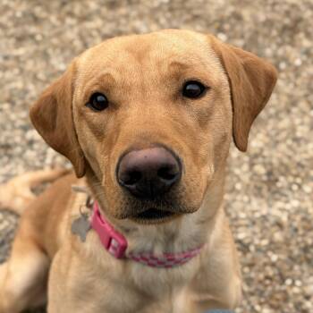 Labrador Retriever Dogs Available for Adoption - Basil | PetCurious