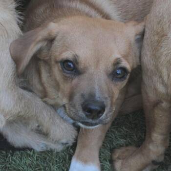Nutmeg -  Terrier and Mixed Breed Dog for Adoption in San Francisco, California - Nutmeg | PetCurious