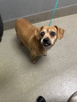 Rescue Pug and Beagle Dogs for Adoption in Las Vegas, Nevada - DALLAS | PetCurious