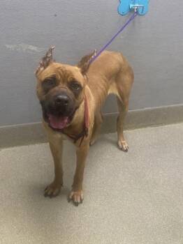 Cane Corso Dogs Available for Adoption - ZEENA | PetCurious